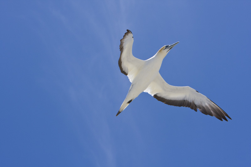 Australasian Gannet In Flight